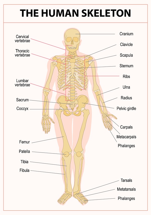 Human Body Systems Diagram
