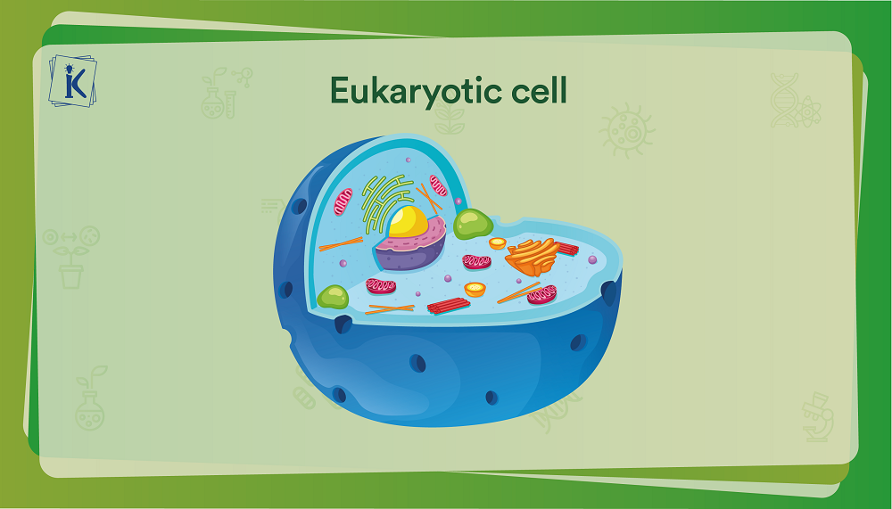 What is a Plant Cell? Definition, Diagram, and Structure What is a Plant Cell? Definition, Diagram, and Structure