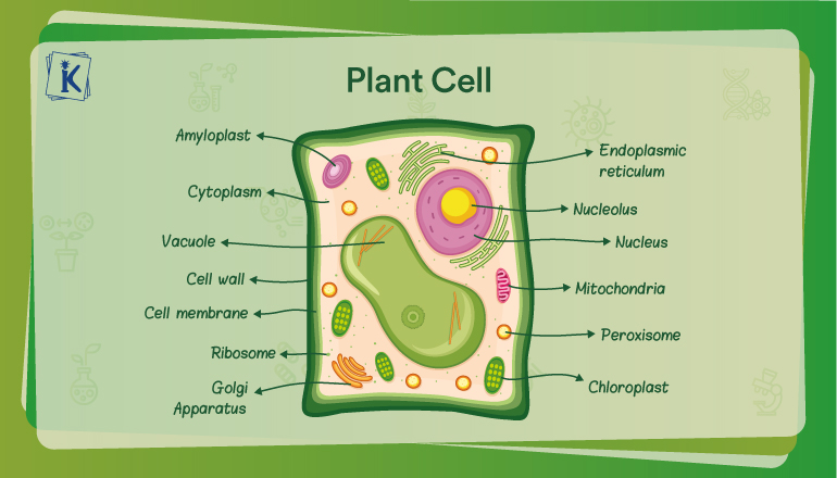 What is a Plant Cell? Definition, Diagram, and Structure