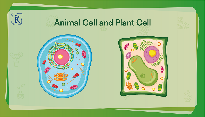 Cell and Its Types - Understanding Structure and Functions of a Cell