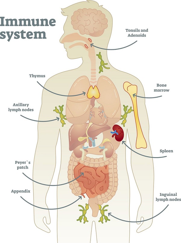 Human body, Organs, Systems, Structure, Diagram, & Facts