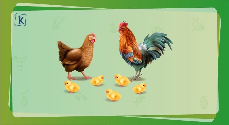 What is Reproduction in Animal - Sexual and Asexual Modes What is Reproduction in Animal - Sexual and Asexual Modes