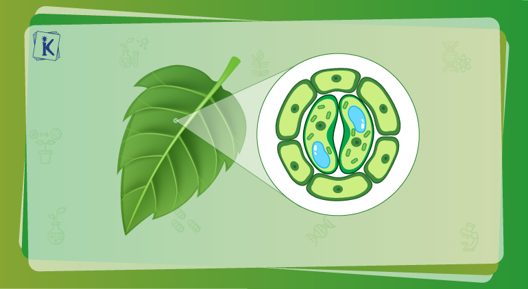 What is a Plant Cell? Definition, Diagram, and Structure What is a Plant Cell? Definition, Diagram, and Structure