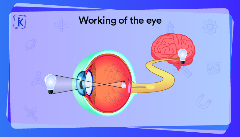 Structure and Functions of Human Eye with labelled Diagram